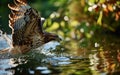 American hawk dives to hunt a fish