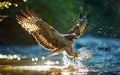 American hawk dives to hunt a fish