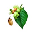 American Hazelnut, forest nuts hazelnut isolated leaf and nuts. Watrecolor digital art illustration. Acorn oak plants. Hand drawn