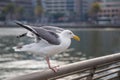 American Herring Gull Royalty Free Stock Photo