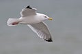 American Herring Gull, Larus smithsonianus, in flight Royalty Free Stock Photo