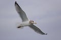 American Herring Gull, Larus smithsonianus, flying Royalty Free Stock Photo