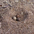 American Herring Gull nest with three mottled eggs Royalty Free Stock Photo