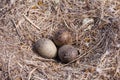 American Herring Gull nest with three mottled eggs