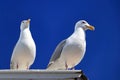 American herring gull or Smithsonian gull, Larus smithsonianus or Larus argentatus smithsonianus against Blue Sky, Pacific Coast Royalty Free Stock Photo
