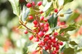 American Holly (Ilex opaca)