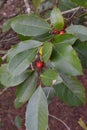 American holly leaves and berries