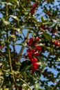 American Holly Tree