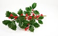 American Holly and Winterberry Royalty Free Stock Photo