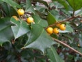 Yellow-berried American Holly