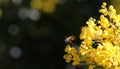 American Honey Bee Hovers toward Oregon Grape