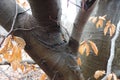 American Hornbeam fall leaves in spring