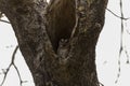 American Horned Owl, Baby Eurasian Eagle Owl Camouflaged and Sitting inside the Old Tree Trunk Big Hole