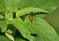 American Hover Fly