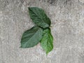 American huzelnut green leaves