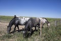American Indian horses eat the grass