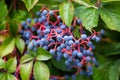 American ivy with small blue berries.