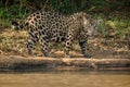 American jaguar in the darkness of a brazilian jungle Royalty Free Stock Photo