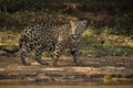 American jaguar in the darkness of a brazilian jungle