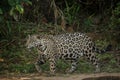 American jaguar in the darkness of a brazilian jungle