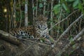 American jaguar in the darkness of a brazilian jungle Royalty Free Stock Photo