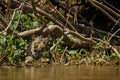 American jaguar in the darkness of a brazilian jungle Royalty Free Stock Photo