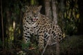 American jaguar in the darkness of a brazilian jungle