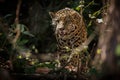 American jaguar in the darkness of a brazilian jungle