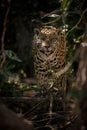 American jaguar in the darkness of a brazilian jungle Royalty Free Stock Photo