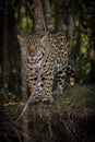 American jaguar in the darkness of a brazilian jungle Royalty Free Stock Photo