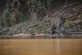 American jaguar in the darkness of a brazilian jungle Royalty Free Stock Photo