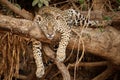 American jaguar in the nature habitat.