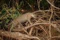 American jaguar in the nature habitat.