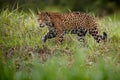 American jaguar in the nature habitat of brazilian pantanal