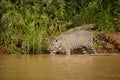 American jaguar in the nature habitat.