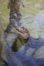 The American juvenile alligator