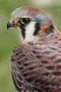 American Kestral (Falco sparverius) Royalty Free Stock Photo