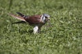 American kestrel Royalty Free Stock Photo