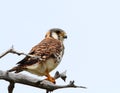 American Kestrel Royalty Free Stock Photo