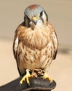 An American Kestrel Royalty Free Stock Photo