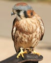 An American Kestrel Royalty Free Stock Photo
