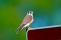 American Kestrel Royalty Free Stock Photo