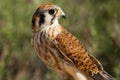 American Kestrel