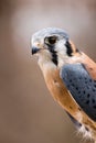 American Kestrel Royalty Free Stock Photo