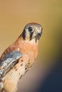 American Kestrel