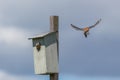 American kestrel bird