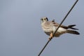 American kestrel bird or falco sparverius Royalty Free Stock Photo