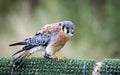 American kestrel at a bird of prey center Royalty Free Stock Photo