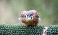 American kestrel at a bird of prey center Royalty Free Stock Photo