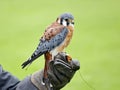 American kestrel at a bird of prey center Royalty Free Stock Photo